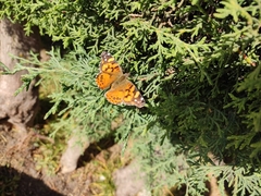 Vanessa annabella