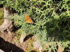 Vanessa annabella