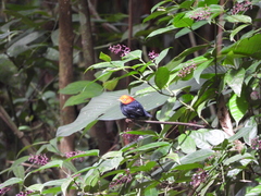 Ceratopipra mentalis