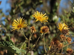 Munnozia senecionidis