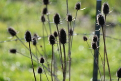 Dipsacus sativus