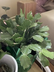 Schlumbergera truncata