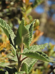 Munnozia senecionidis