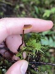 Auriscalpium vulgare