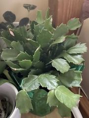 Schlumbergera truncata