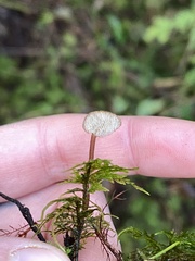 Auriscalpium vulgare