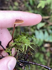Auriscalpium vulgare