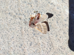 Hemileuca rubridorsa