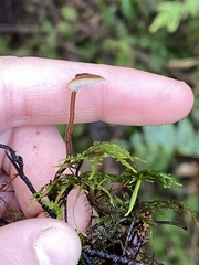 Auriscalpium vulgare