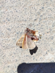 Hemileuca rubridorsa