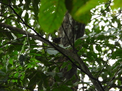 Pheugopedius rutilus