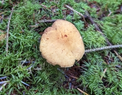 Cystoderma amianthinum
