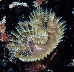 Sabellidae