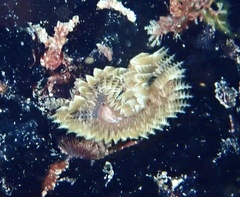 Sabellidae