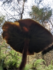 Cystoderma amianthinum