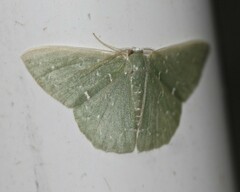 Prasinocyma iosticta