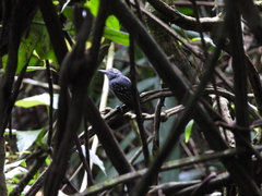 Thamnophilus atrinucha