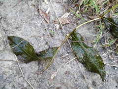 Potamogeton lucens