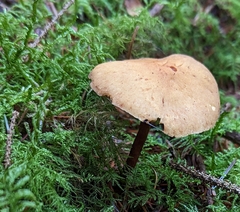 Cystoderma amianthinum