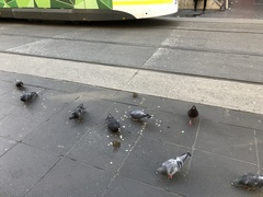 Columba livia domestica