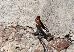 Hirundo rustica