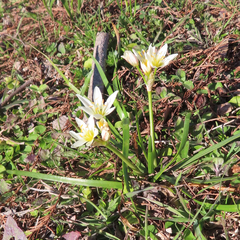 Nothoscordum bivalve