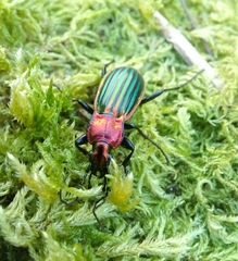 Carabus lineatus lateralis