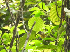 Loriotus luctuosus