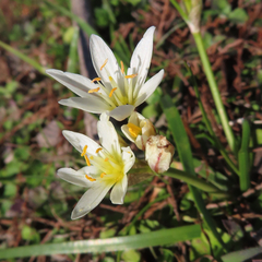 Nothoscordum bivalve