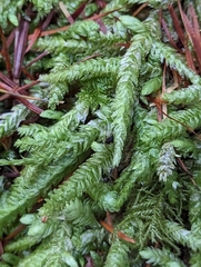 Plagiothecium undulatum