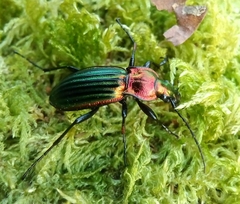 Carabus lineatus lateralis