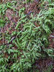 Plagiothecium undulatum