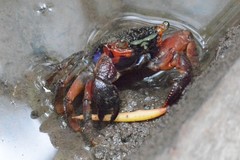Parasesarma