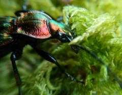 Carabus lineatus lateralis