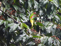Ramphastos sulfuratus image