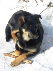 Canis familiaris