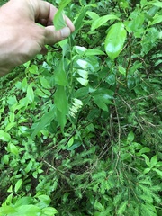 Polygonatum × hybridum