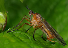 Empis trigramma