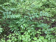 Polygonatum × hybridum
