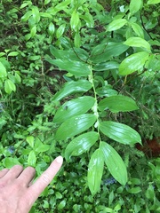 Polygonatum × hybridum