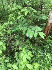 Polygonatum × hybridum
