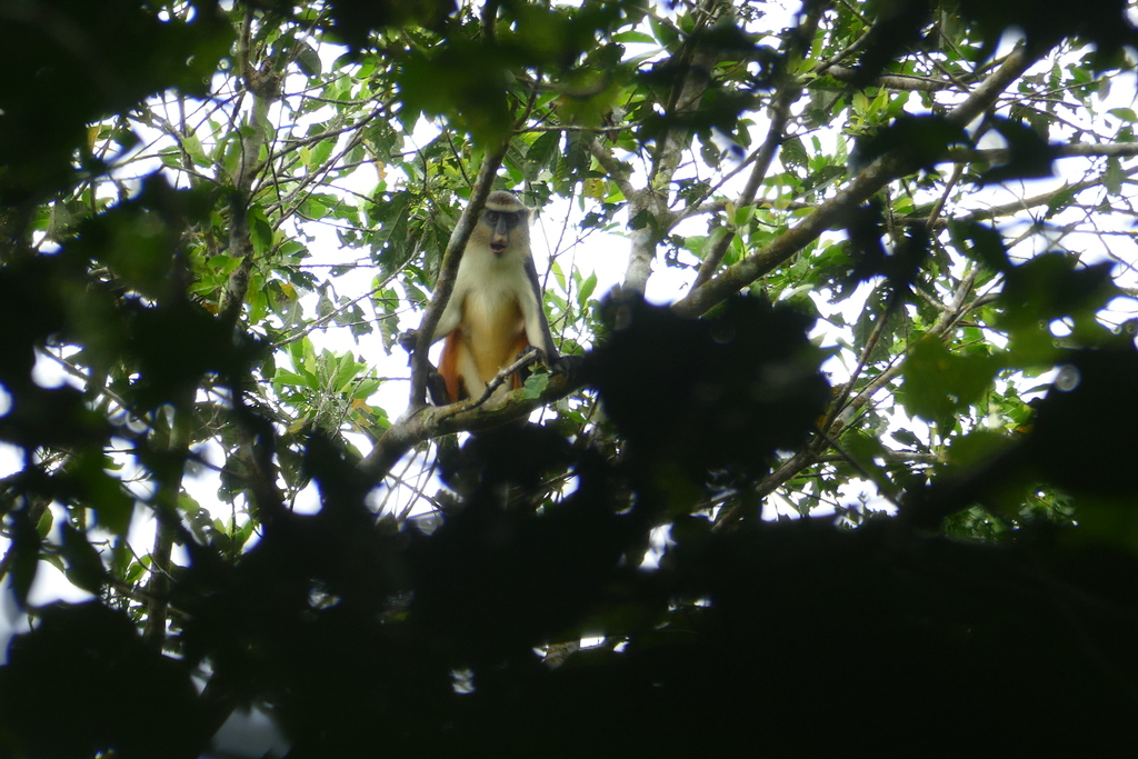 Wolf's Monkey