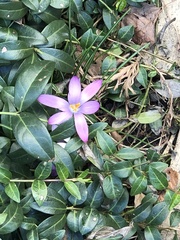 Crocus tommasinianus