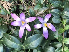 Crocus tommasinianus