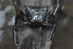 Metopograpsus