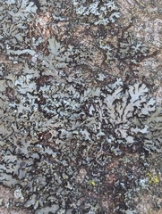 Phaeophyscia rubropulchra