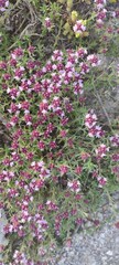 Thymus calcareus