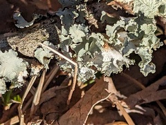 Parmotrema hypotropum