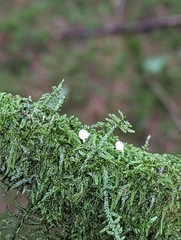 Mycena pseudocorticola