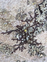 Frullania eboracensis